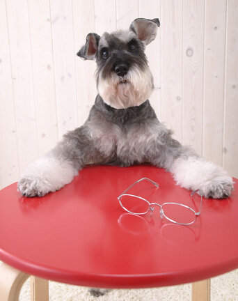 狗狗守在主人坟前两个星期感动周围群众