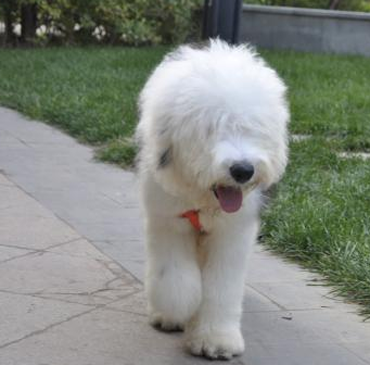 古代长须牧羊犬的日常护理 毛发易打结