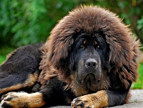 金矿老板想花400万买藏獒遭到主人的拒绝