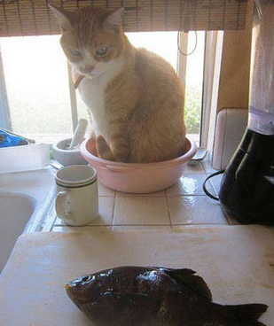 我就看看 我不吃