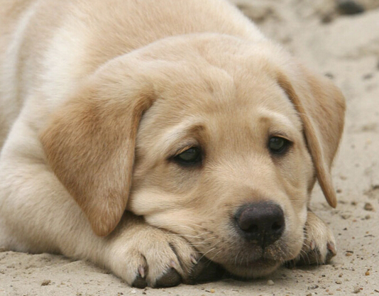 国内再度兴起狗医生 吸引一大批爱狗人士