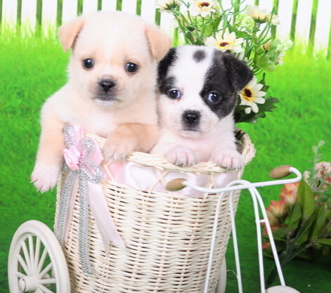 一研究报告显示狗狗竟然能够模仿人类的声音