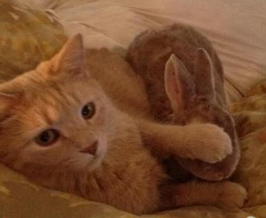 不许偷拍偶家兔星人