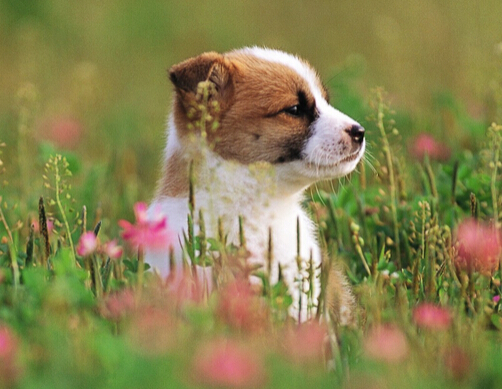 无意间的逗弄狗狗却遭到狗狗咬下一块肉