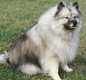 荷兰毛狮犬怎么训练 该犬扑咬训练技巧