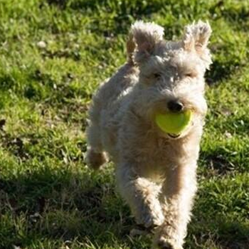 湖畔梗的养护常识 趾爪需要定期修剪