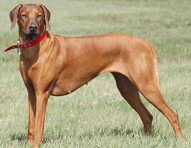 罗得西亚脊背犬的智商 对主人极为忠诚