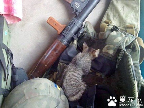 战火中的小天使 乌克兰士兵秀出战地宠物
