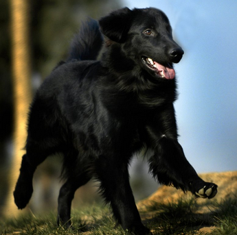 平毛寻回犬怎么训练 注意奖罚要分明