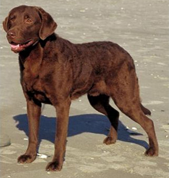 乞沙比克猎犬的日常护理 注意口腔疾病