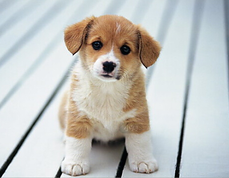 英国一狗狗才智过人 智慧堪比18个月的婴儿