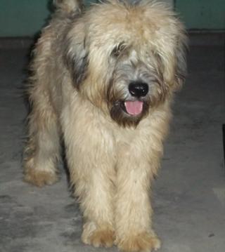 软毛麦色梗多少钱 该犬是猎獭和猎獾高手