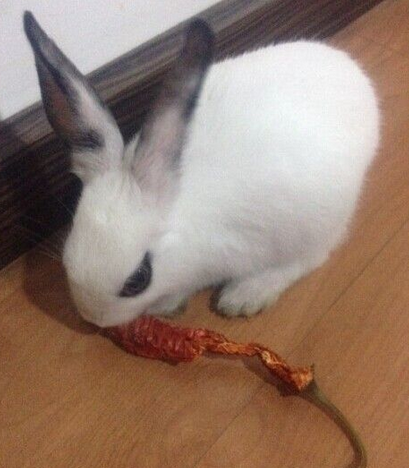 你个吃货，辣椒都吃的那么邪乎，四川的吧？