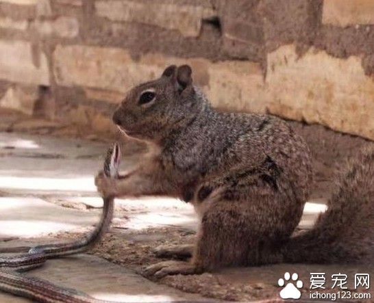 食物链反转 美国上演松鼠啃食蛇罕见现象
