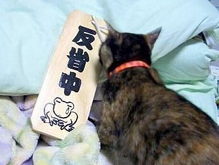 猫猫在深刻的反省中