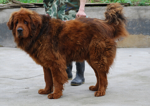 山东一市民被藏獒咬到之后不幸患上狂犬病