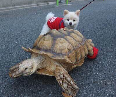 undefined{{pos:,w:,h:}}