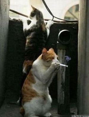 趁主人不在，猫咪偷烟抽