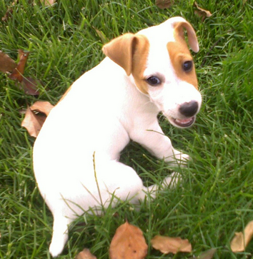 杰克罗素梗怎么训练 该犬不咬人训练