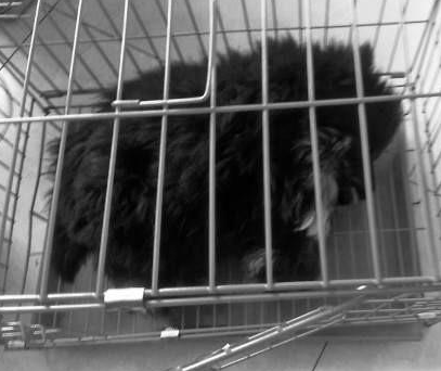 鹰獒在医院死因不明 饲主上诉向医院索赔3500万元