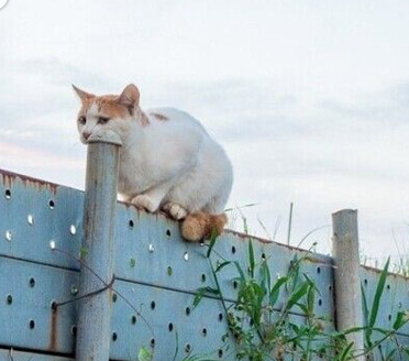 抓不到老鼠的猫咪真可怜啊