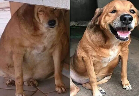它本可能最幸福的流浪狗 却因爱心差点送命