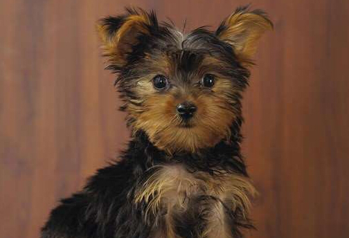 爱狗人士虽然只有1200的工资 但花费一半在养宠身上　