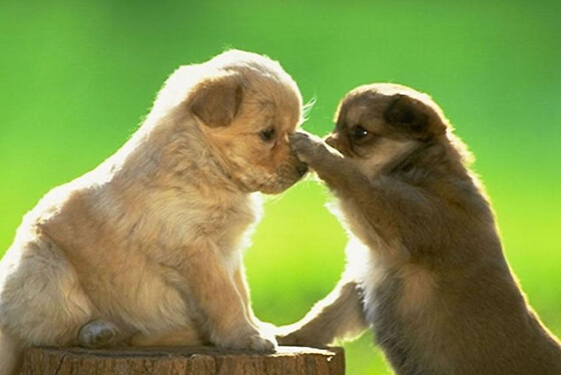 狗狗守在主人坟前两个星期感动周围群众