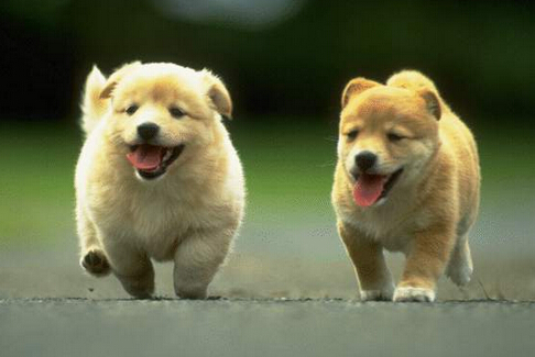 女孩为专心养狗舍弃工作专心在家养狗