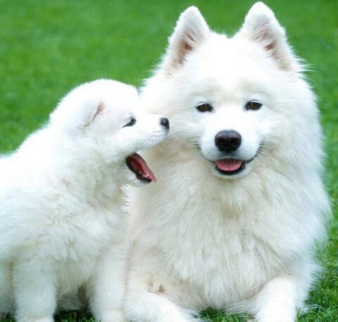 国内再度兴起狗医生 吸引一大批爱狗人士