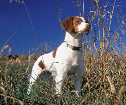 哈尔滨一狗狗竟不爱吃骨头只吃火腿肠和狗粮