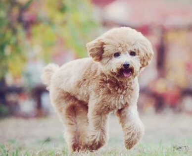 一爱狗人士竟然做起了偷盗别人家狗狗的行为