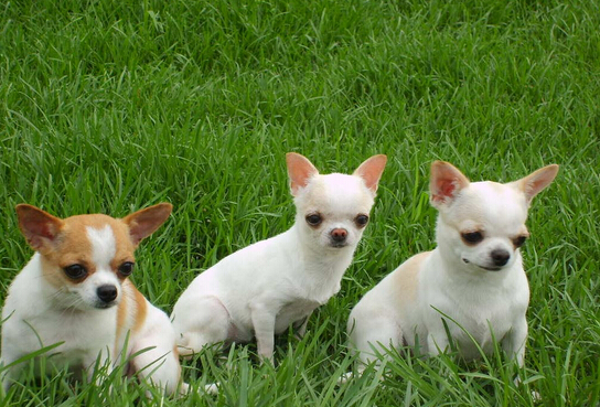 养狗遇到烦心事 一时气急扇人耳光赔偿200 