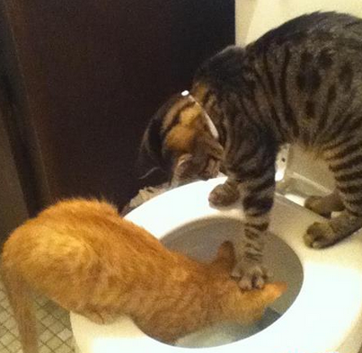 让你再口可口可，你妹的还渴吗