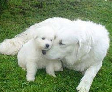 库瓦斯犬多少钱 一种体型高大的工作犬