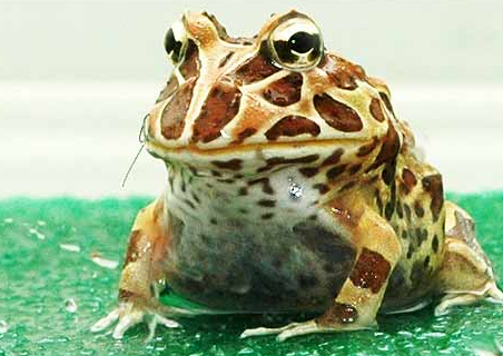 怒将邻居告上法庭 其原因是射杀宠物蛙