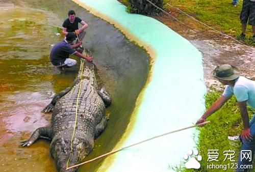 世界上最大的兔子是什么品种 动物之最：世界上最大的蛇