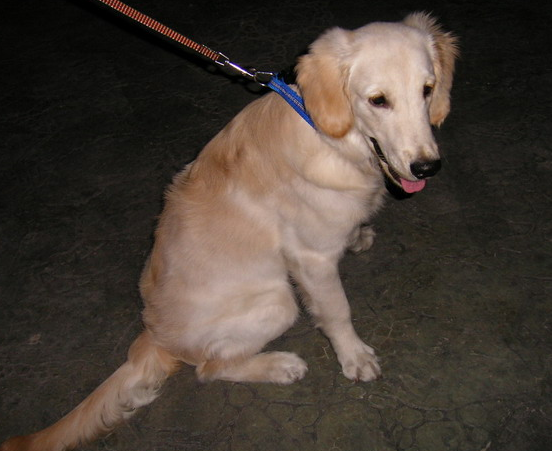 贵宾犬脚筋被残忍挑断 凶手至今还没找到
