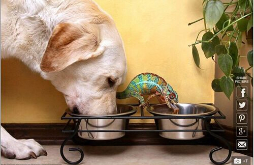 德国牧羊犬把龙虾当自己的孩子 不让主人煮它