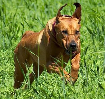 罗得西亚脊背犬看家能力 具有辨识能力