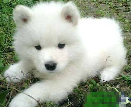 成都一男子不满爱犬被称狗刺伤路人被拘捕