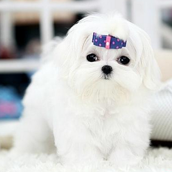 马尔济斯如何训练 应该从幼年开始训练