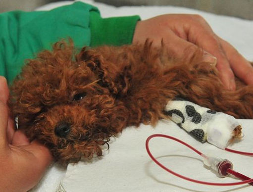 宠物血的保存代价很大 宠物医院建血库难