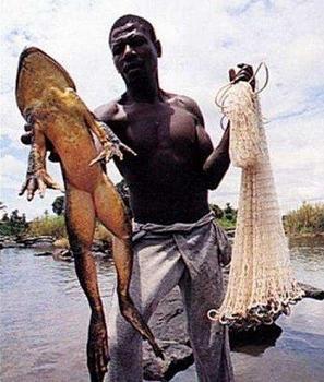 世界上最大的兔子是什么品种 动物之最：世界上最大的蛇