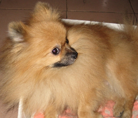 美国一宠物狗被活活打死 身上有多处骨折