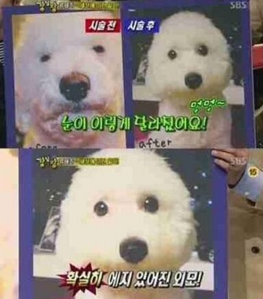   韩国宠物整容盛行引争议 反对者称涉嫌虐狗