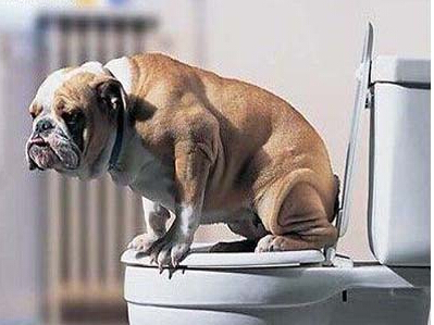 步行街成“宠物露天厕所” 市民文明养狗