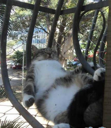 肥猫不是一天睡出来的