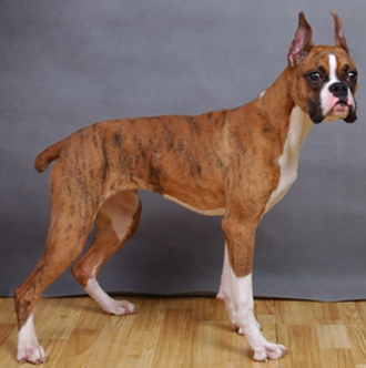 拳师犬多少钱 品相好的价格比较贵