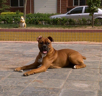 拳师犬吃什么 钙粉的量一定要控制好